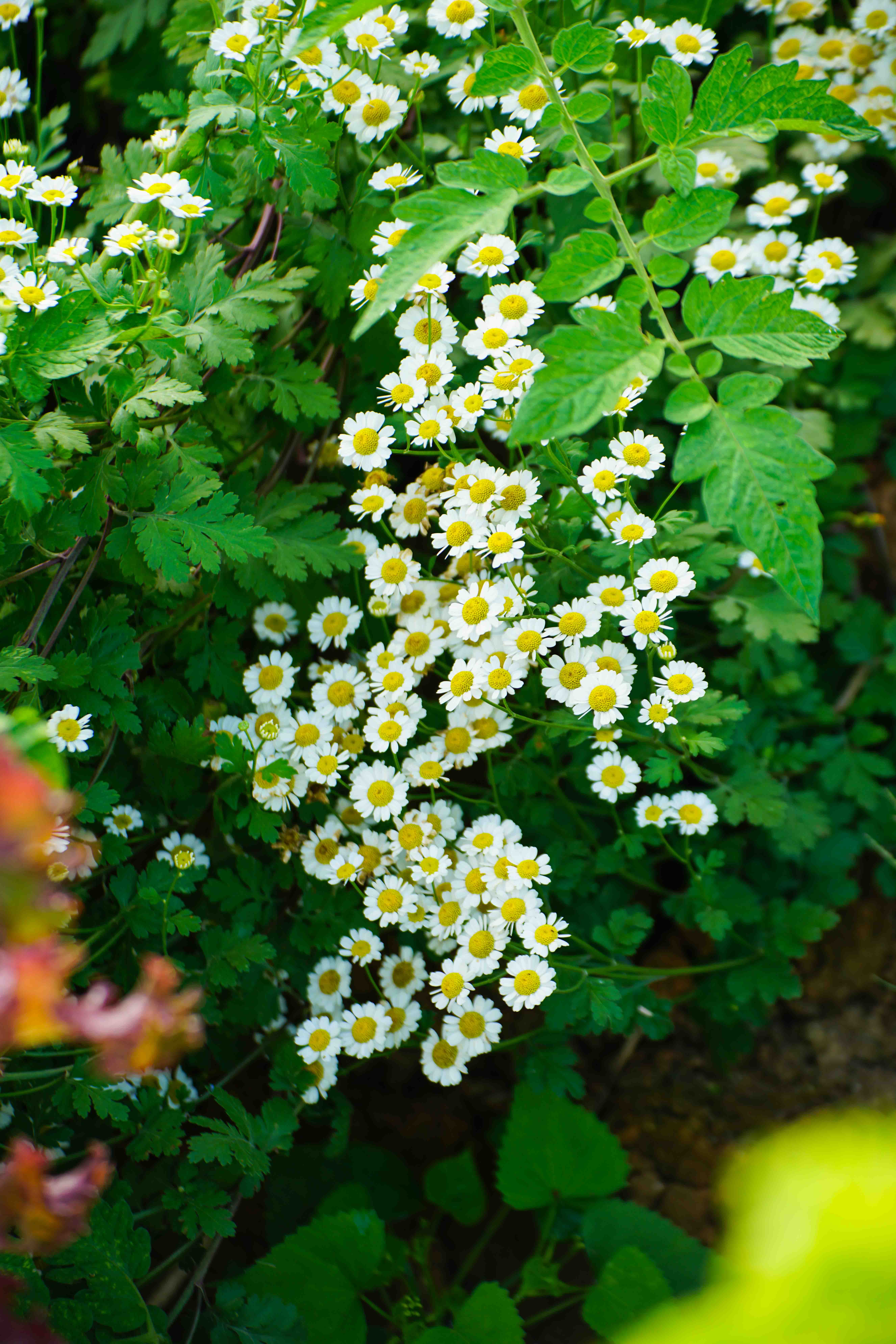 Collection of medicinal plants and herbs used in traditional and modern holistic healing